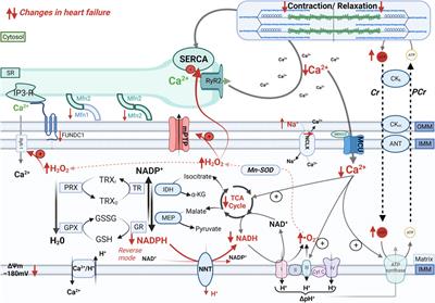 Mitochondrial calcium signaling and redox homeostasis in cardiac health and disease